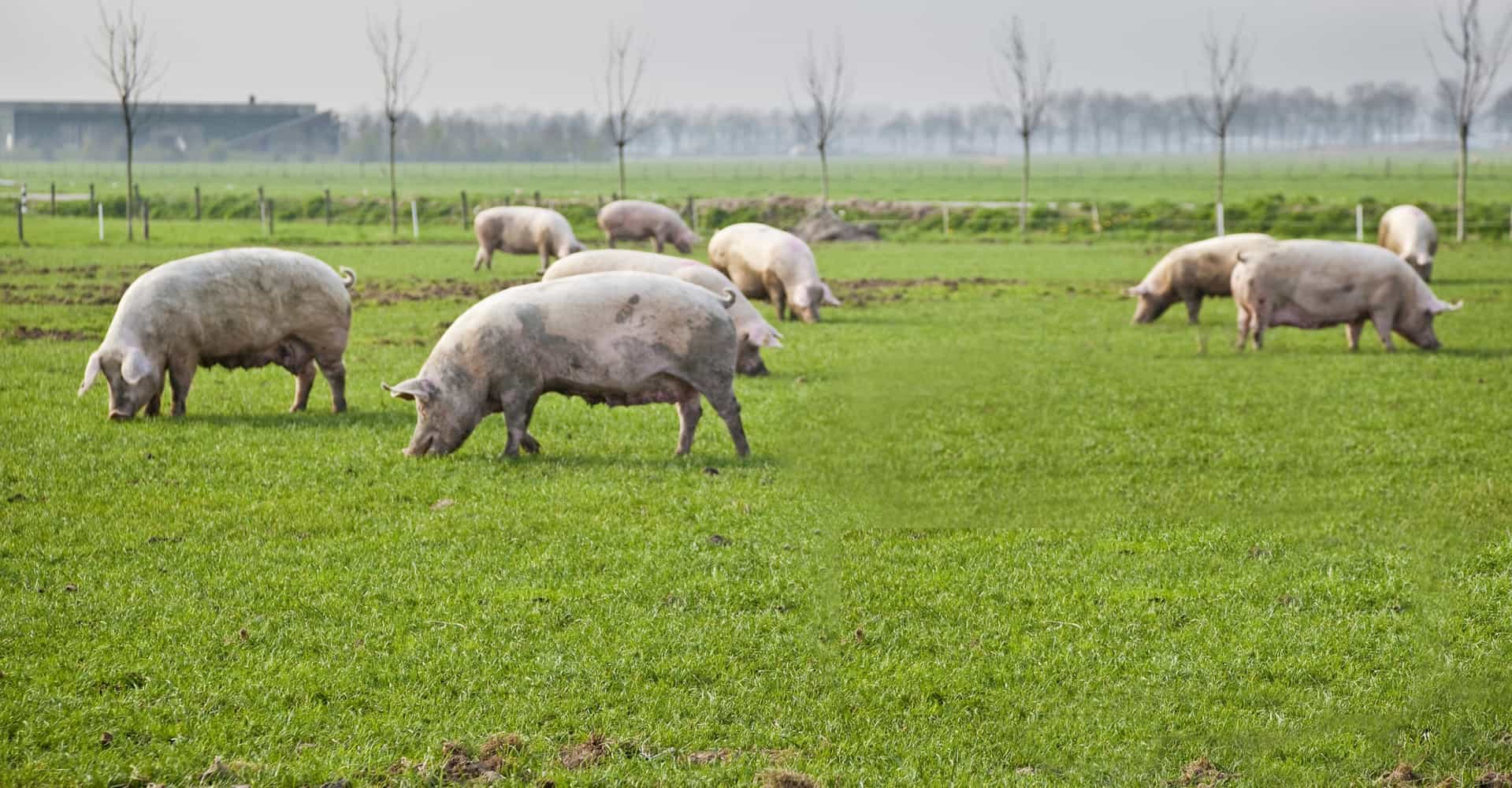 index-bg-pig