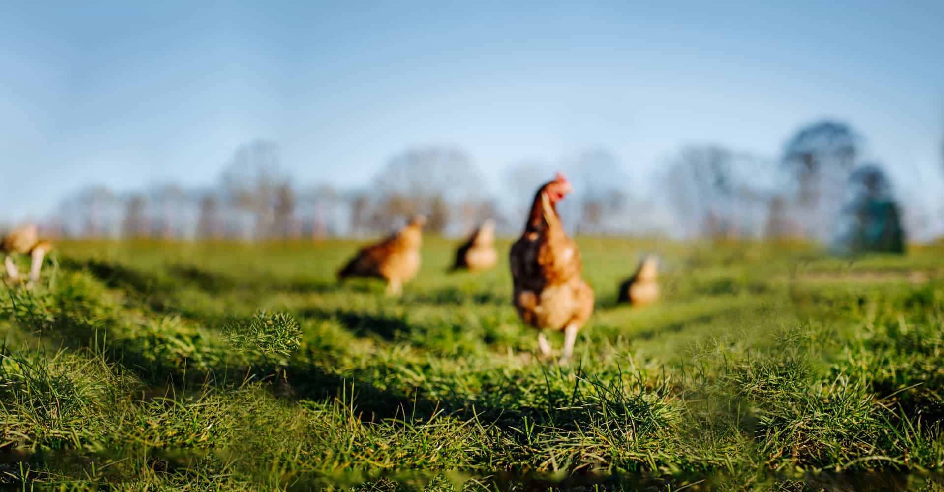 kv-chicken
