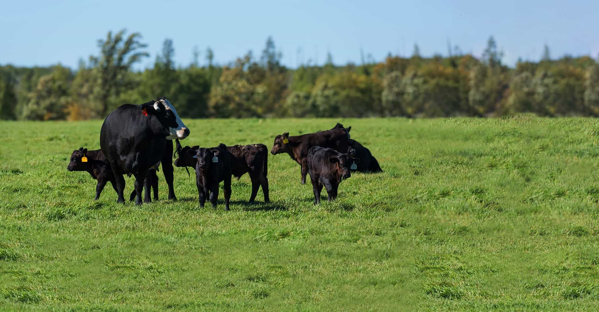 kv-cow
